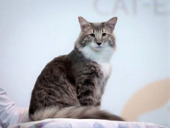 ������������� �������� ����� &laquo;Winter Cat Show&raquo;