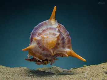 �������� ���� &laquo;��� ����������: ���������� �����&raquo;