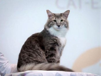 ������������� �������� ����� &laquo;Winter Cat Show&raquo;