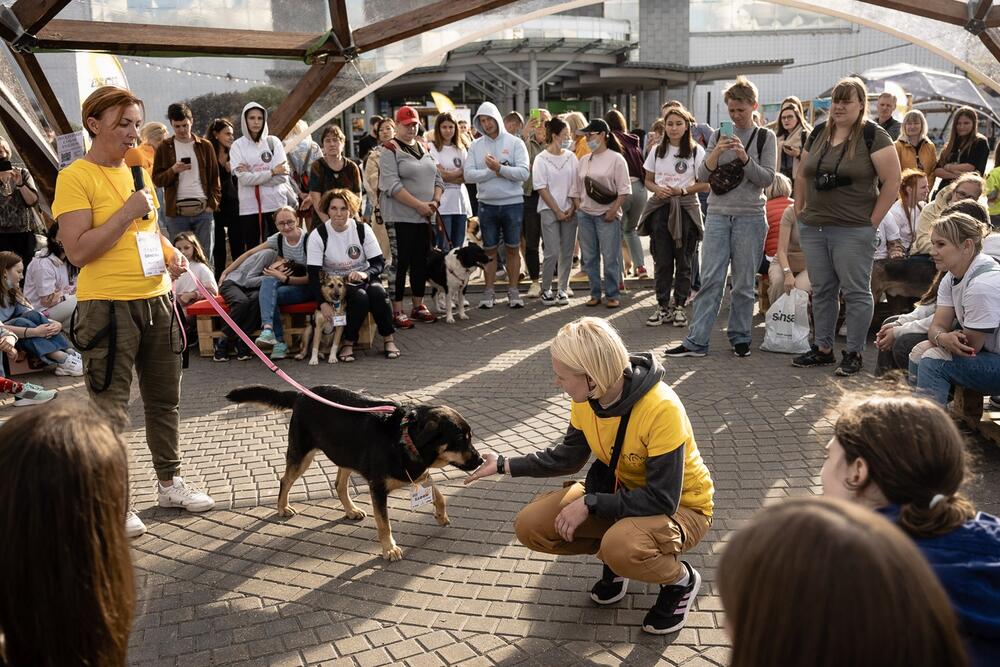 Dog-friendly фестиваль «Собаки, друзья и человеки» — Вход свободный
