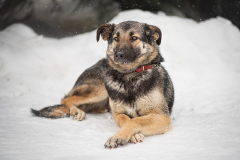 ���� ������� �������_2024