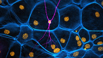 ������ &laquo;������� ���������������� ��������: �����������&raquo;