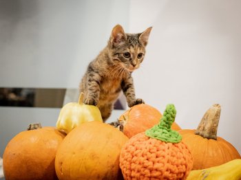 Семейный благотворительный фестиваль «Тыквы и Коты»